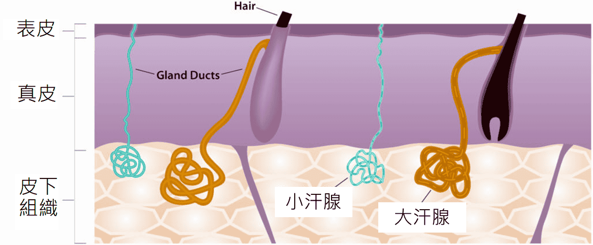 清新微波_miradry_腋下止汗_狐臭_改善_除汗_金額_價格_費用_副作用_元晨診所_忠孝復興_中山_板橋_台北_台中